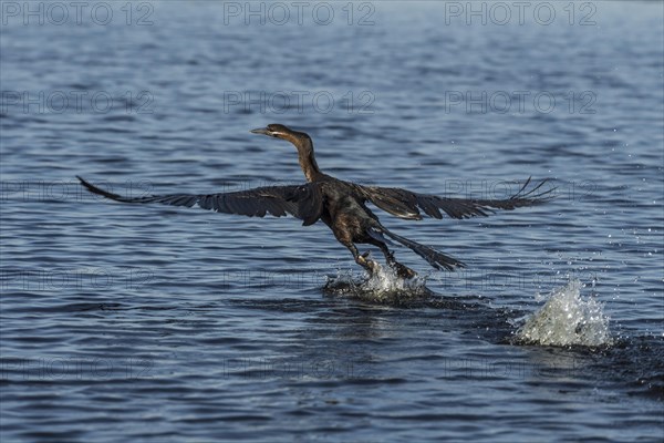 African Darter (Anhinga rufa) starts from the water