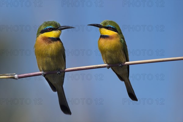 Little Bee-eater (Merops pusillus) sitting on blade