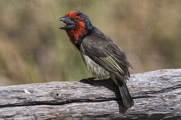 Black-collared barbet (Lybius torquatus) sitting on tree trunk