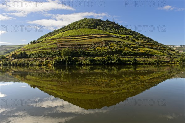 Vineyard reflected in the river Douro near Pinhao