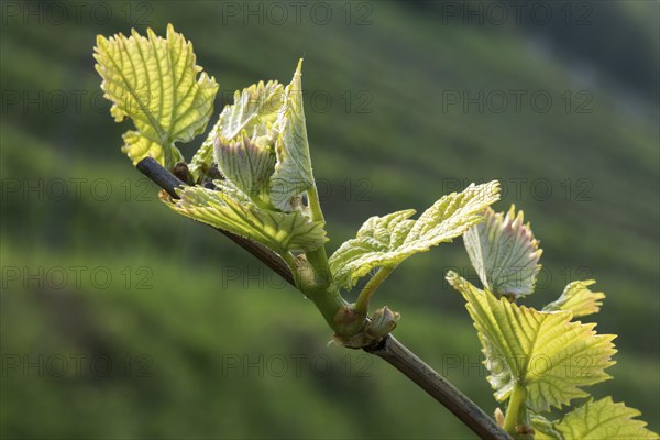 Young shoot of a vine