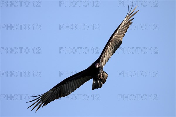Turkey vulture (Cathartes aura) on the fly