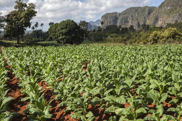 Tobacco