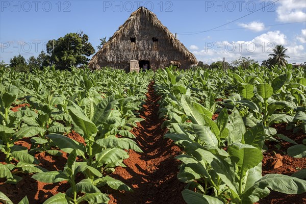 Tobacco growing