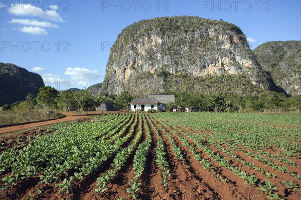 Tobacco growing