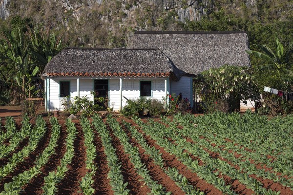 Tobacco growing