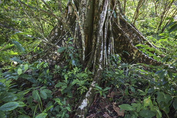 Tree with buttress roots