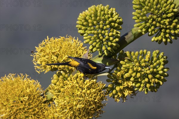 Cuban oriole (Icterus melanopsis) sitting on agave (Agave sp.)