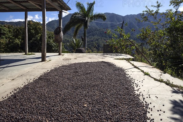 Coffee beans drying outside