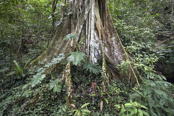 Tree with buttress roots