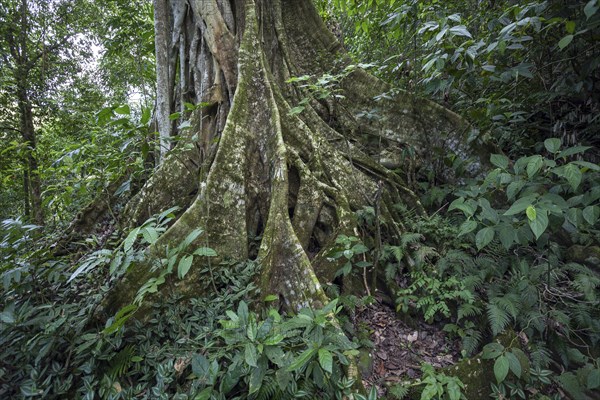 Tree with buttress roots (Terminalia)