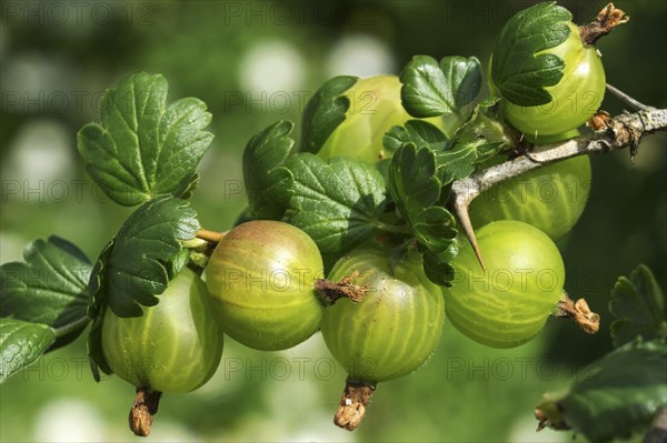 Gooseberry (Ribes uva-crispa)