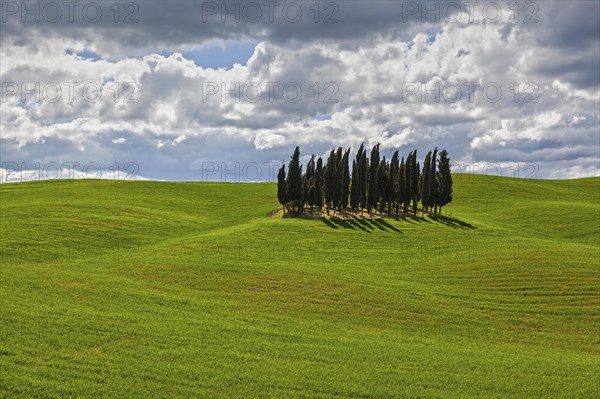 Group of Cypresses in cornfield