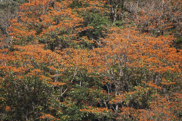 Orange flowering coral trees (Erythrina poeppigiana)