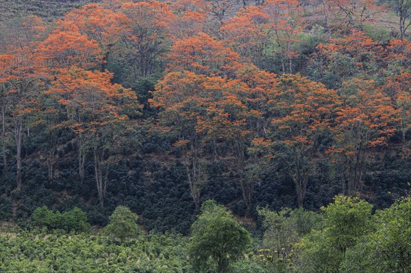 Orange flowering coral trees (Erythrina poeppigiana)