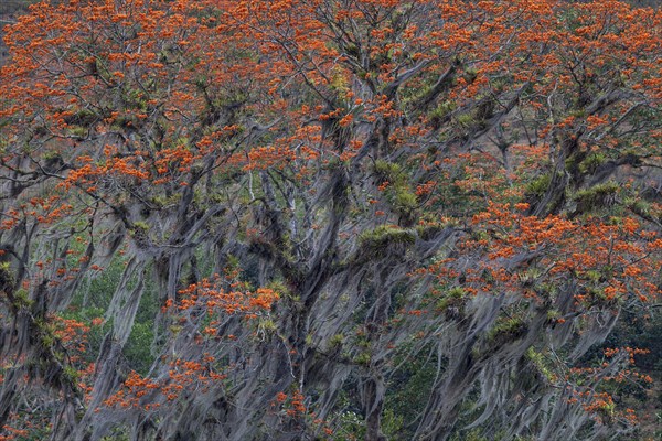 Orange flowering coral tree (Erythrina poeppigiana) overgrown with Old Man's Beard (Usnea)