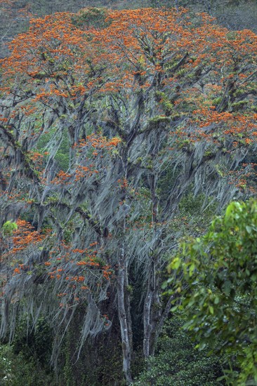Orange flowering coral tree (Erythrina poeppigiana) overgrown with Old Man's Beard (Usnea)
