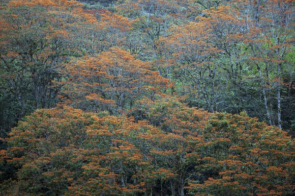 Orange flowering coral trees (Erythrina poeppigiana)