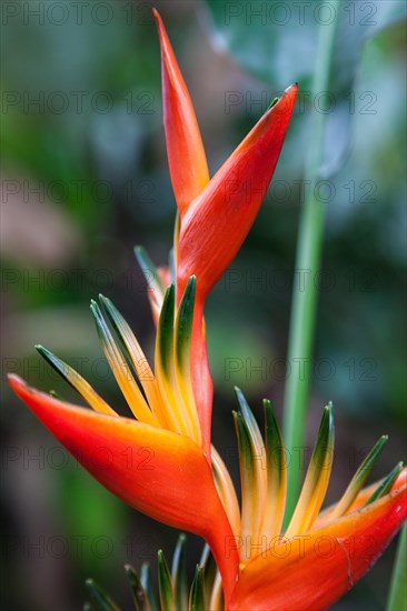 Heliconia (Heliconia psittacorum x spathocircinata)