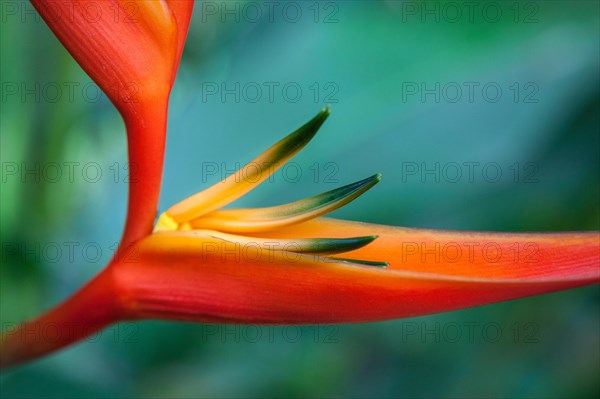 Heliconia (Heliconia psittacorum x spathocircinata)