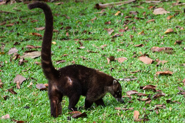 White nosed coati (Nasua narica)