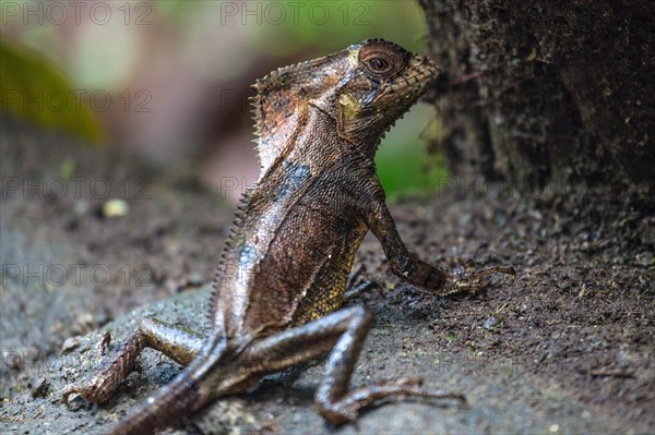 Smooth helmeted iguana (Corytophanes cristatus)