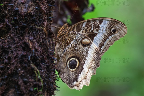 Banana Butterfly (Caligo atreus)