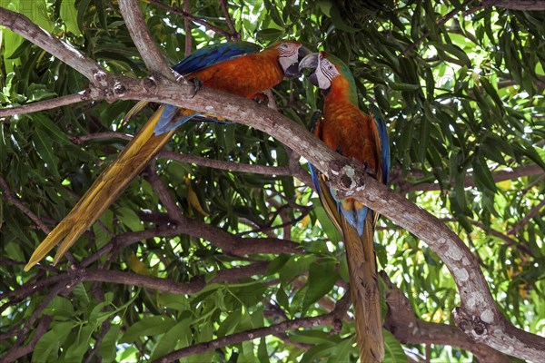 Two Scarlet macaws (Ara macao)