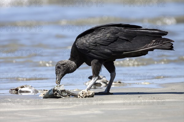 Black Vulture (Coragyps atratus) eats washed up dead fish on the beach