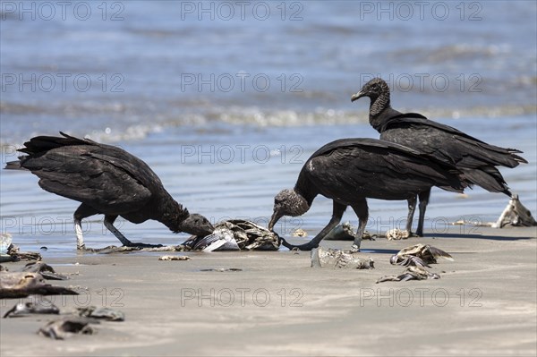 Black Vultures (Coragyps atratus) eat washed up dead fish on the beach