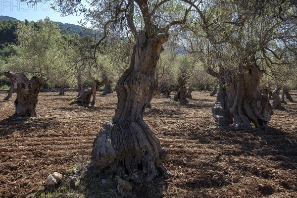 Olive plantation