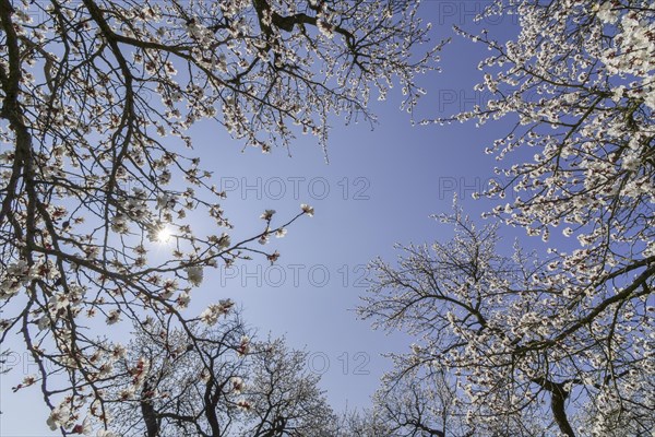 Apricot trees (Prunus armeniaca) in full bloom