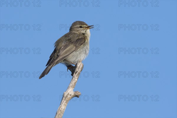 Willow warbler (Phylloscopus trochilus)