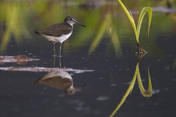 Green sandpiper (Tringa ochropus)