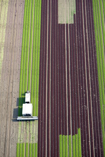 Harvester on lettuce field