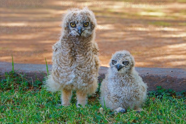 Cape Eagle-Owl (Bubo capensis)