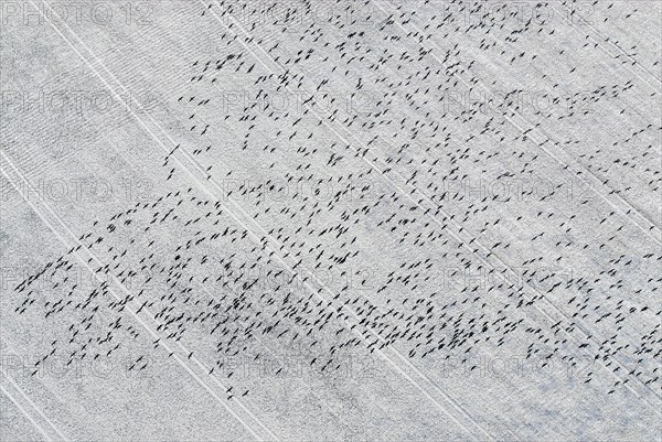 Migratory birds
