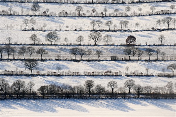 Bushes and Trees in Rows