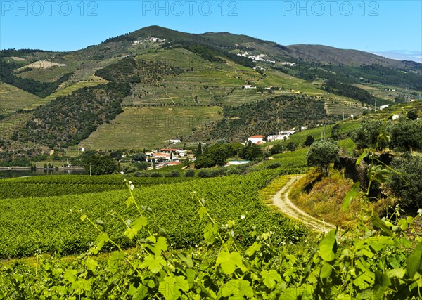 Vineyards in the wine region Alto Douro