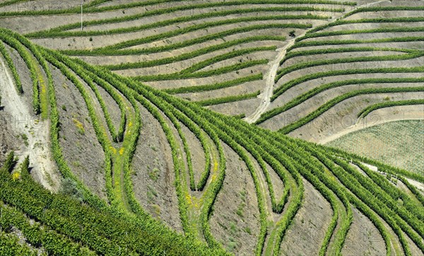 Vineyard in the port wine region Alto Douro near Pinhao