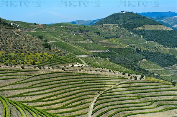 Vineyard in the port wine region Alto Douro near Pinhao