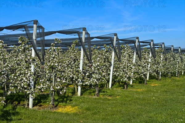 Intensively managed apple tree plantation in low trunk culture during flowering
