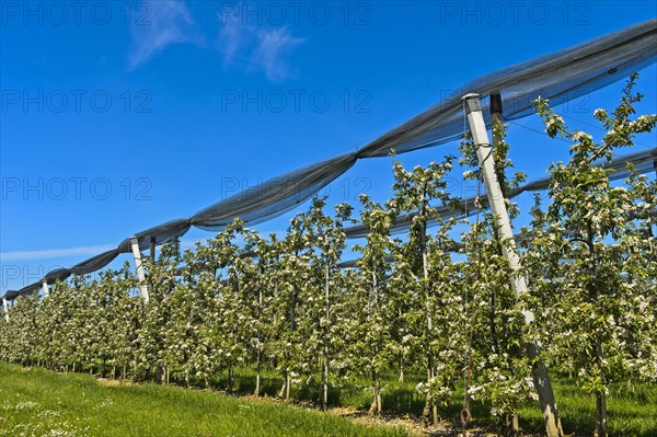 Intensively managed apple tree plantation in low trunk culture during flowering