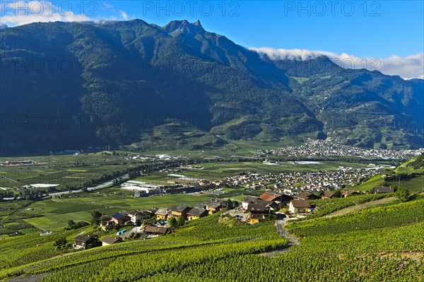 Lower Rhone valley with vineyards