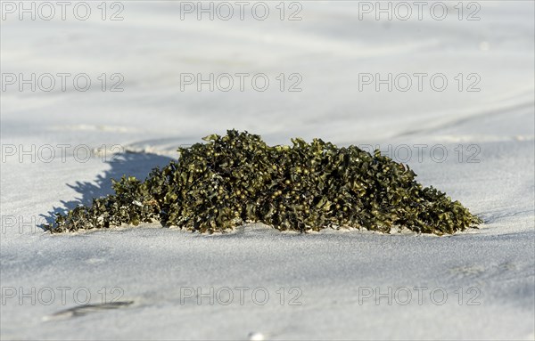 Bladder wrack (Fucus vesiculosus) on sandy beach