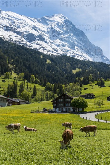 Cows in pasture