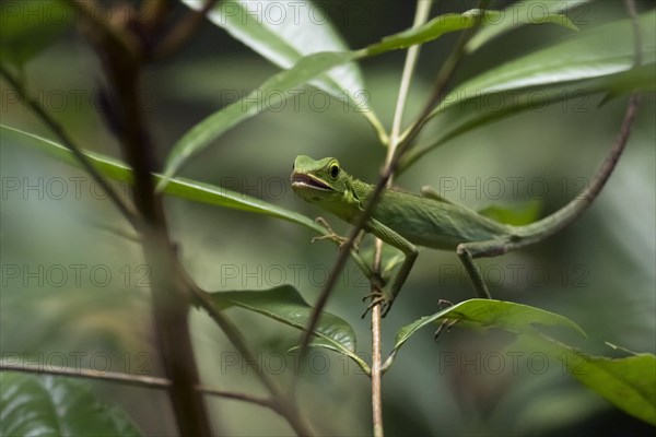 Green Crested Lizard (Bronchocela cristatella) in the tree