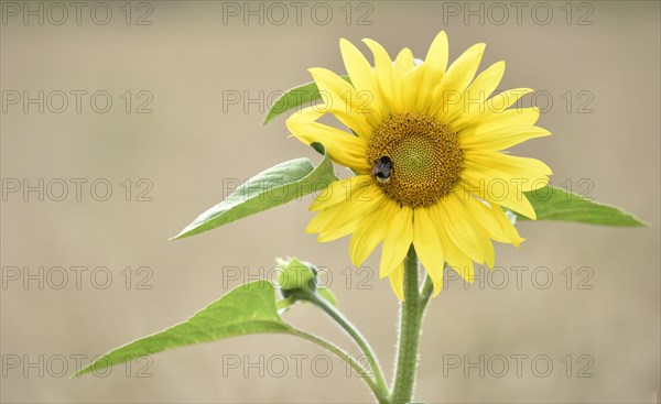 Bumblebee (Bombus) on a sunflower (Helianthus annuus)