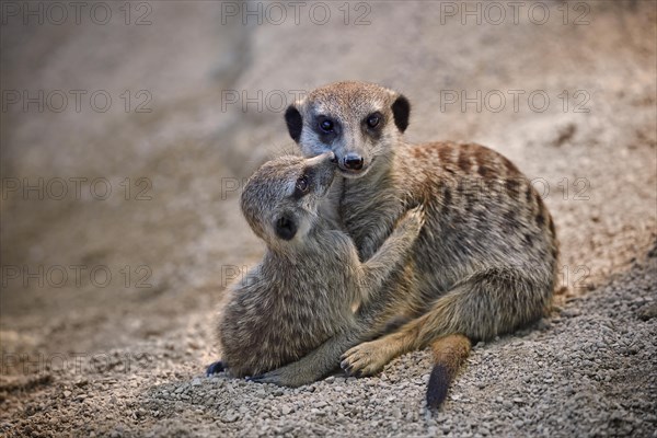 Meerkats (Suricata suricatta)