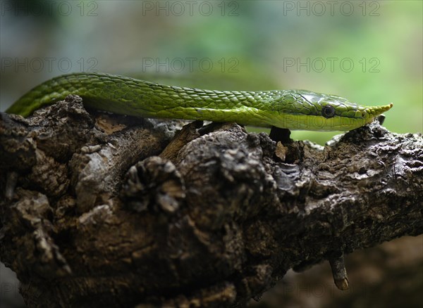 Rhinoceros ratsnake (Gonyosoma boulengeri)